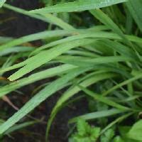 細長葉植物|はなQ 葉っぱ検索 細長型 はっぱを写真で探す草花・樹木の図鑑